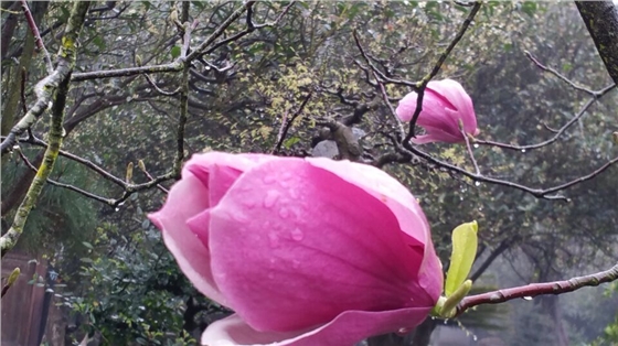 QQ圖片20160315172249.jpg QQ圖片20160315172249.jpg