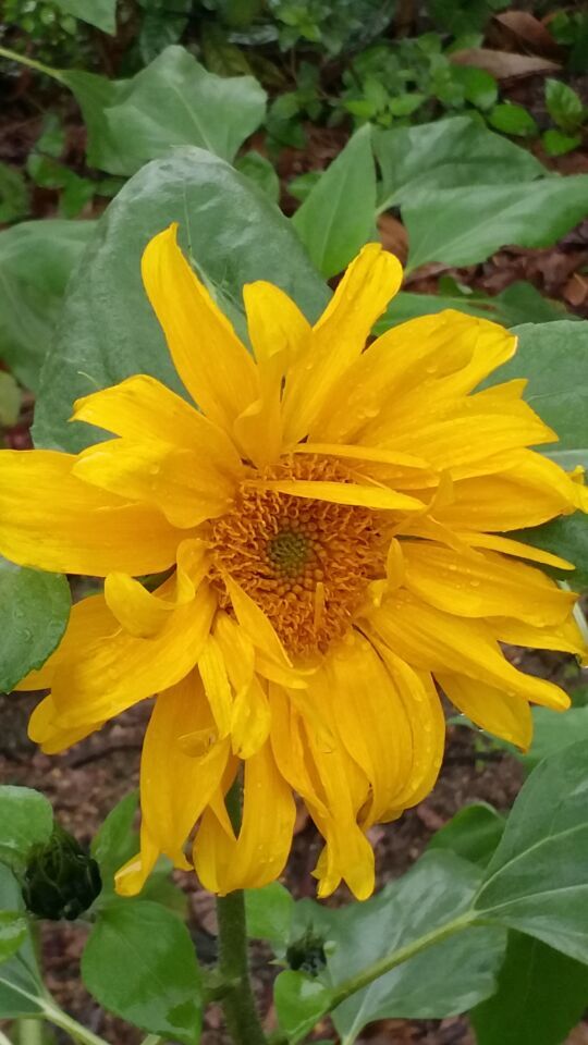 QQ圖片20160316105311.jpg QQ圖片20160316105311.jpg