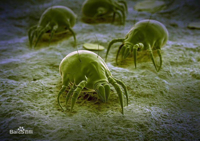 螨蟲圖片 螨蟲圖片